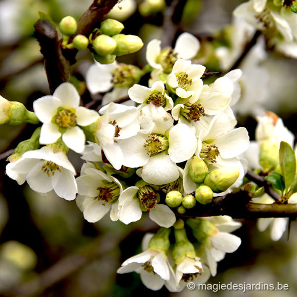 Tuintips voor maart