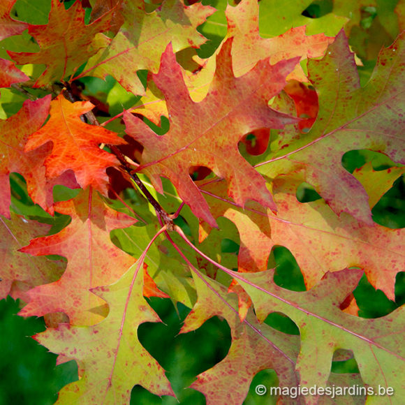 Tuintips voor november